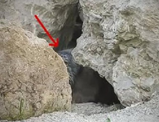 Τοποθέτησαν μια κάμερα έξω από αυτή την σπηλιά και κατέγραψαν ένα πολύ σπάνιο ζώο [video] - Φωτογραφία 1