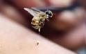 Άνδρας επέζησε έπειτα από εκατοντάδες τσιμπήματα μελισσών