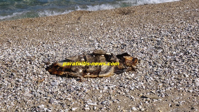 Ενημέρωσαν το Λιμεναρχείο Ναυπλίου για νεκρή θαλάσσια χελώνα, αλλά... [photos] - Φωτογραφία 4