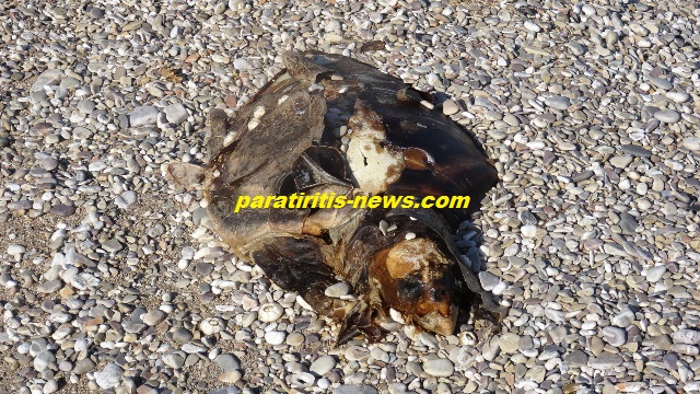 Ενημέρωσαν το Λιμεναρχείο Ναυπλίου για νεκρή θαλάσσια χελώνα, αλλά... [photos] - Φωτογραφία 5