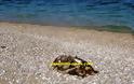 Ενημέρωσαν το Λιμεναρχείο Ναυπλίου για νεκρή θαλάσσια χελώνα, αλλά... [photos] - Φωτογραφία 3
