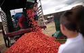 O... πόλεμος της ντομάτας στην Κολομβία [phots] - Φωτογραφία 5