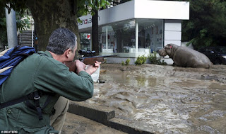 Τίγρεις, λιοντάρια και ιπποπόταμοι στους δρόμους της Τιφλίδας εξαιτίας πλημμύρας! 7 νεκροί [photos] - Φωτογραφία 1