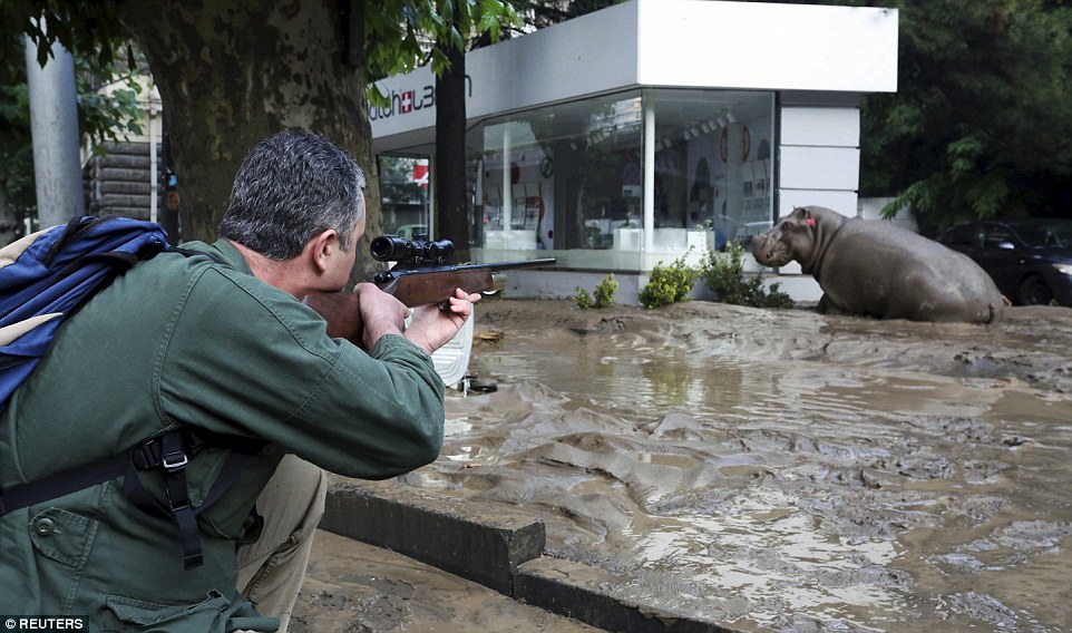 Τίγρεις, λιοντάρια και ιπποπόταμοι στους δρόμους της Τιφλίδας εξαιτίας πλημμύρας! 7 νεκροί [photos] - Φωτογραφία 2