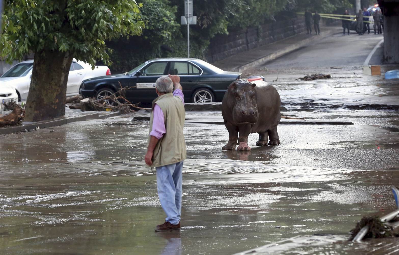 Τίγρεις, λιοντάρια και ιπποπόταμοι στους δρόμους της Τιφλίδας εξαιτίας πλημμύρας! 7 νεκροί [photos] - Φωτογραφία 4