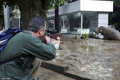 Τίγρεις, λιοντάρια και ιπποπόταμοι στους δρόμους της Τιφλίδας εξαιτίας πλημμύρας! 7 νεκροί [photos]