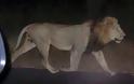 Τίγρεις, λιοντάρια και ιπποπόταμοι στους δρόμους της Τιφλίδας εξαιτίας πλημμύρας! 7 νεκροί [photos] - Φωτογραφία 6