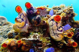 ΕΝΤΥΠΩΣΙΑΚΟ: Νέα είδη θαλάσσιας ζωής ανακαλύφθηκαν στις Φιλιππίνες... - Φωτογραφία 1