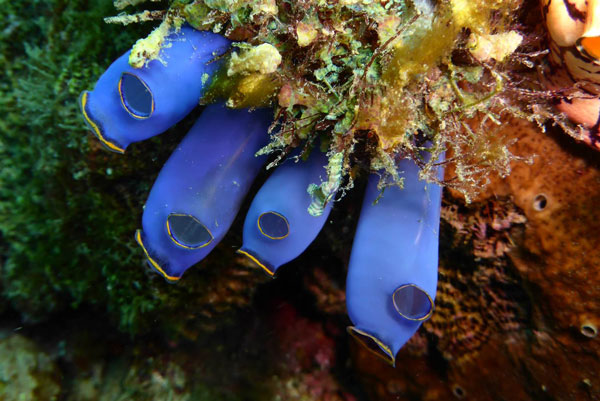 ΕΝΤΥΠΩΣΙΑΚΟ: Νέα είδη θαλάσσιας ζωής ανακαλύφθηκαν στις Φιλιππίνες... - Φωτογραφία 2
