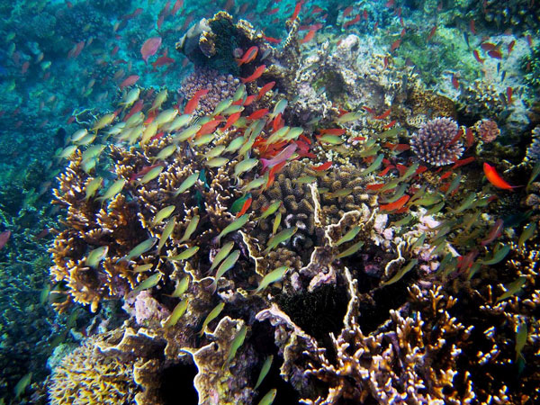 ΕΝΤΥΠΩΣΙΑΚΟ: Νέα είδη θαλάσσιας ζωής ανακαλύφθηκαν στις Φιλιππίνες... - Φωτογραφία 6