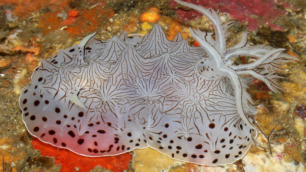 ΕΝΤΥΠΩΣΙΑΚΟ: Νέα είδη θαλάσσιας ζωής ανακαλύφθηκαν στις Φιλιππίνες... - Φωτογραφία 7