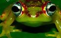 ΕΝΤΥΠΩΣΙΑΚΟ:  Δείτε τον απίθανο βάτραχο με τα χρωματιστά μάτια...