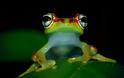ΕΝΤΥΠΩΣΙΑΚΟ:  Δείτε τον απίθανο βάτραχο με τα χρωματιστά μάτια... - Φωτογραφία 2