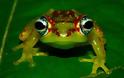 ΕΝΤΥΠΩΣΙΑΚΟ:  Δείτε τον απίθανο βάτραχο με τα χρωματιστά μάτια... - Φωτογραφία 3
