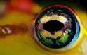ΕΝΤΥΠΩΣΙΑΚΟ:  Δείτε τον απίθανο βάτραχο με τα χρωματιστά μάτια... - Φωτογραφία 6