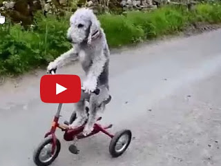 ΑΠΙΣΤΕΥΤΟ: Αυτός ο σκύλος κάνει... ποδήλατο [video] - Φωτογραφία 1