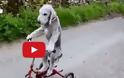 ΑΠΙΣΤΕΥΤΟ: Αυτός ο σκύλος κάνει... ποδήλατο [video]