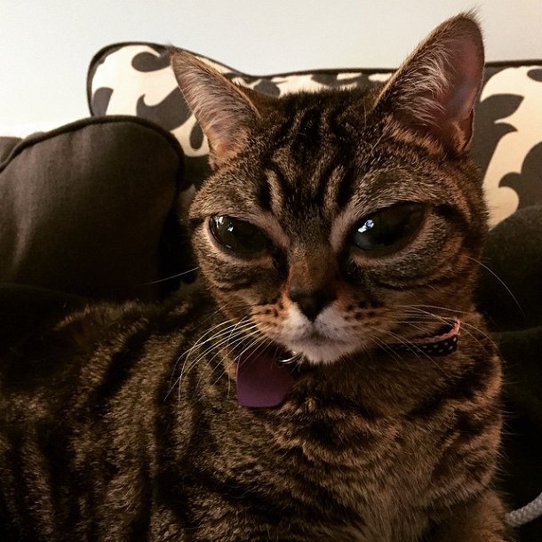 ΑΥΤΗ ΕΙΝΑΙ η γάτα με τα πιο περίεργα μάτια του κόσμου. Διαβάστε την ιστορία της... - Φωτογραφία 5