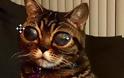 ΑΥΤΗ ΕΙΝΑΙ η γάτα με τα πιο περίεργα μάτια του κόσμου. Διαβάστε την ιστορία της...