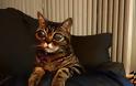 ΑΥΤΗ ΕΙΝΑΙ η γάτα με τα πιο περίεργα μάτια του κόσμου. Διαβάστε την ιστορία της... - Φωτογραφία 2