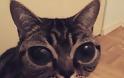ΑΥΤΗ ΕΙΝΑΙ η γάτα με τα πιο περίεργα μάτια του κόσμου. Διαβάστε την ιστορία της... - Φωτογραφία 3