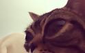 ΑΥΤΗ ΕΙΝΑΙ η γάτα με τα πιο περίεργα μάτια του κόσμου. Διαβάστε την ιστορία της... - Φωτογραφία 4