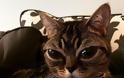 ΑΥΤΗ ΕΙΝΑΙ η γάτα με τα πιο περίεργα μάτια του κόσμου. Διαβάστε την ιστορία της... - Φωτογραφία 5