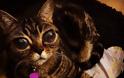 ΑΥΤΗ ΕΙΝΑΙ η γάτα με τα πιο περίεργα μάτια του κόσμου. Διαβάστε την ιστορία της... - Φωτογραφία 6