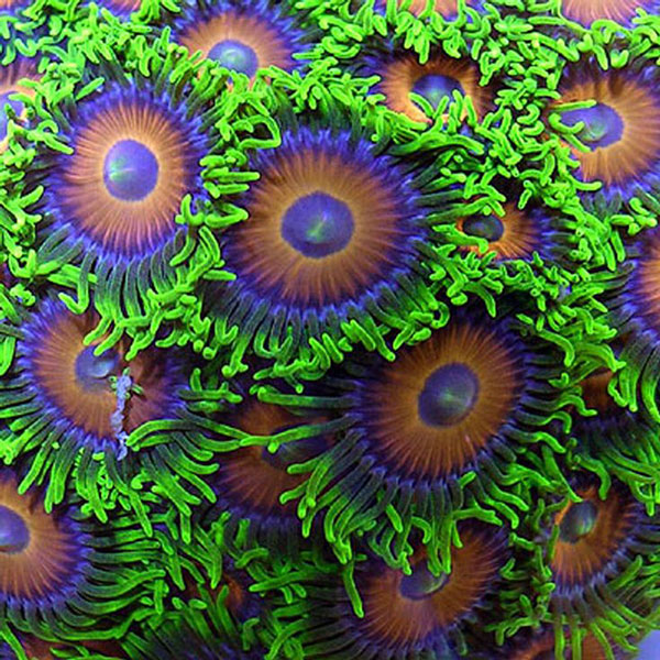 ΜΑΓΕΙΑ: Τα πολύχρωμα “λουλούδια” της θάλασσας - Φωτογραφία 4