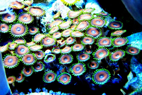 ΜΑΓΕΙΑ: Τα πολύχρωμα “λουλούδια” της θάλασσας - Φωτογραφία 8