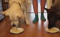 ΤΕΛΕΙΟ: Διαγωνισμός… μακαρονάδας για δύο σκύλους!