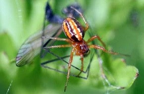Εξαφανισμένη αράχνη εντοπίστηκε ξανά στην Αγγλία - Το είδος είχε εξαφανιστεί το 1912 - Φωτογραφία 1