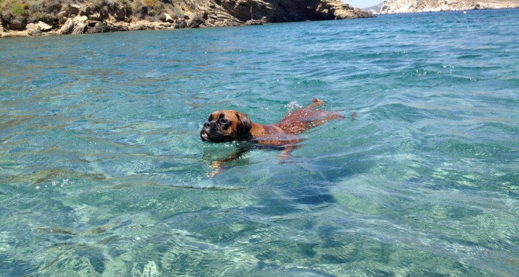 Παραλίες για σκύλους 2015: Δείτε πού επιτρέπεται το κολύμπι για σκύλους! - Φωτογραφία 1