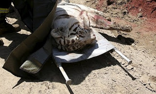 ΤΡΑΓΙΚΟ: Τίγρης που απέδρασε από το ζωολογικό κήπο στην Τιφλίδα σκότωσε έναν άνδρα [photos] - Φωτογραφία 1