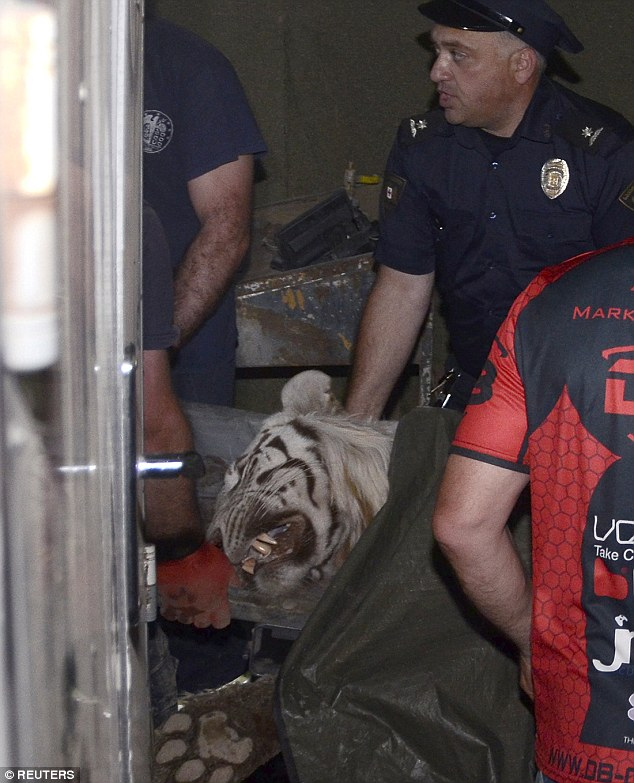ΤΡΑΓΙΚΟ: Τίγρης που απέδρασε από το ζωολογικό κήπο στην Τιφλίδα σκότωσε έναν άνδρα [photos] - Φωτογραφία 2