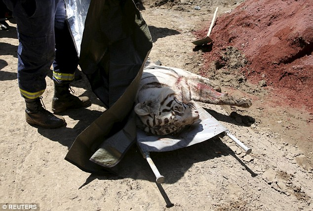 ΤΡΑΓΙΚΟ: Τίγρης που απέδρασε από το ζωολογικό κήπο στην Τιφλίδα σκότωσε έναν άνδρα [photos] - Φωτογραφία 3