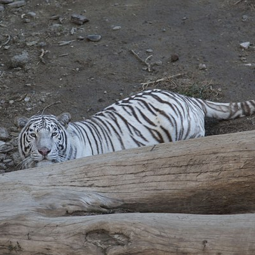 ΤΡΑΓΙΚΟ: Τίγρης που απέδρασε από το ζωολογικό κήπο στην Τιφλίδα σκότωσε έναν άνδρα [photos] - Φωτογραφία 4