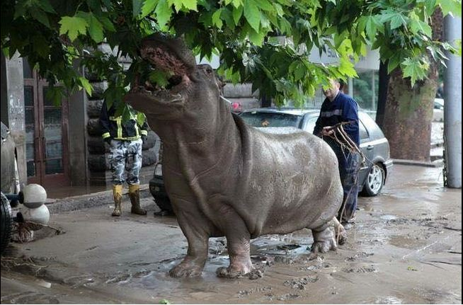 ΤΡΑΓΙΚΟ: Τίγρης που απέδρασε από το ζωολογικό κήπο στην Τιφλίδα σκότωσε έναν άνδρα [photos] - Φωτογραφία 5