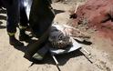 ΤΡΑΓΙΚΟ: Τίγρης που απέδρασε από το ζωολογικό κήπο στην Τιφλίδα σκότωσε έναν άνδρα [photos] - Φωτογραφία 3