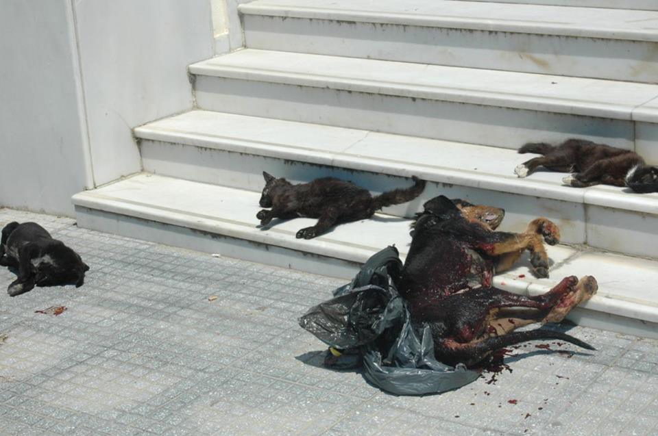 ΦΡΙΚΗ: Θανάτωσαν με φόλες 20 σκυλιά και γάτες - Φωτογραφία 2