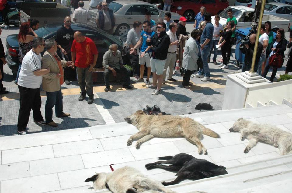 ΦΡΙΚΗ: Θανάτωσαν με φόλες 20 σκυλιά και γάτες - Φωτογραφία 3