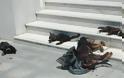 ΦΡΙΚΗ: Θανάτωσαν με φόλες 20 σκυλιά και γάτες - Φωτογραφία 2