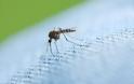 Ο πιο εύκολος και αποτελεσματικός τρόπος για να διώξετε τα κουνούπια