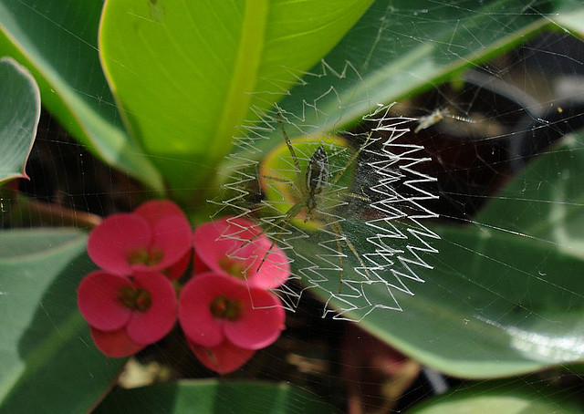 ΜΑΓΙΚΟ: Εντυπωσιακοί ιστοί από αράχνες - Φωτογραφία 11