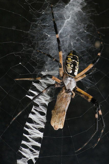 ΜΑΓΙΚΟ: Εντυπωσιακοί ιστοί από αράχνες - Φωτογραφία 12