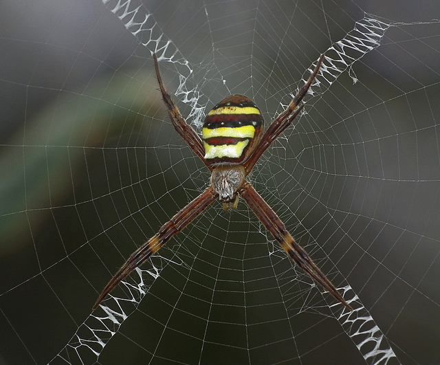 ΜΑΓΙΚΟ: Εντυπωσιακοί ιστοί από αράχνες - Φωτογραφία 14