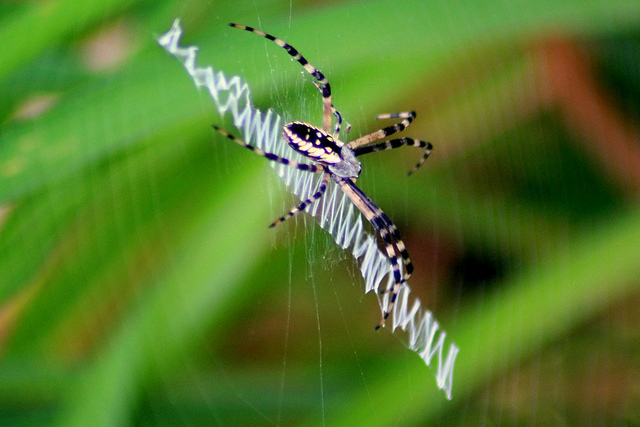 ΜΑΓΙΚΟ: Εντυπωσιακοί ιστοί από αράχνες - Φωτογραφία 15