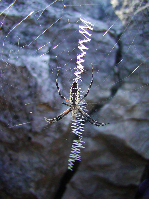 ΜΑΓΙΚΟ: Εντυπωσιακοί ιστοί από αράχνες - Φωτογραφία 18
