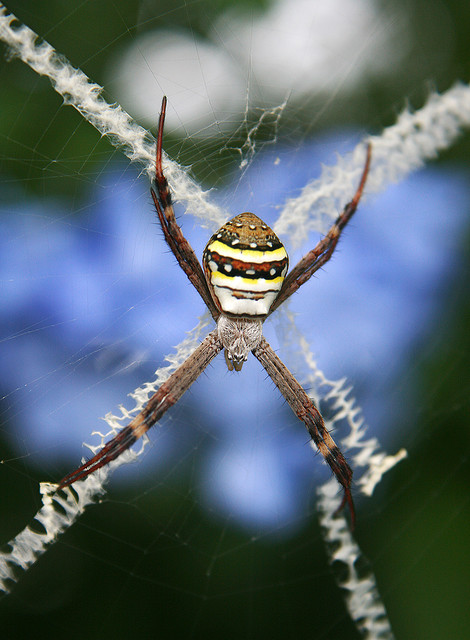 ΜΑΓΙΚΟ: Εντυπωσιακοί ιστοί από αράχνες - Φωτογραφία 4