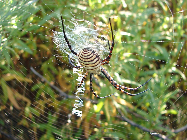 ΜΑΓΙΚΟ: Εντυπωσιακοί ιστοί από αράχνες - Φωτογραφία 5
